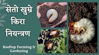 How To Control White Grub || माटोको सेतो खुम्रे किराको नियन्त्रण || बिरुवा जराबाट मार्ने/ओइलाउन रोग