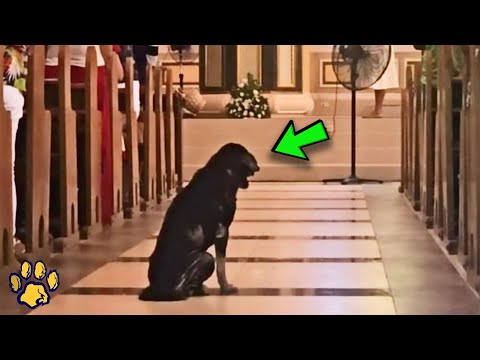 Video: Koirat voivat juhlia Snoopyissa lokakuun aikana koirapäivinä Kings Islandissa
