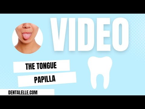 Video: Kokios papilės išsidėsčiusios priekiniuose dviejuose trečdaliuose liežuvio?