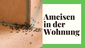 Was macht man bei Ameisen in der Wohnung?