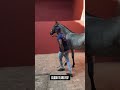 GLOCK TEARS FSF ✔ #cavalo  #cavalgada  #viral  #cavalos  #shorts  #vaquejada