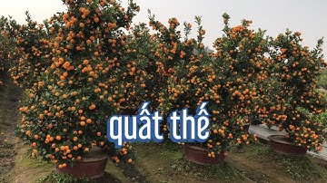 vườn quất thế đẹp giá tại vườn, quất tết 2022, quất cảnh văn giang