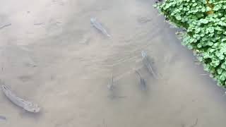Snakehead fish in Hsinchu by JoeMan 22 views 2 years ago 52 seconds