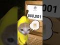The Story of Banana Cat😹🍌｜800,000 subscribers🥰