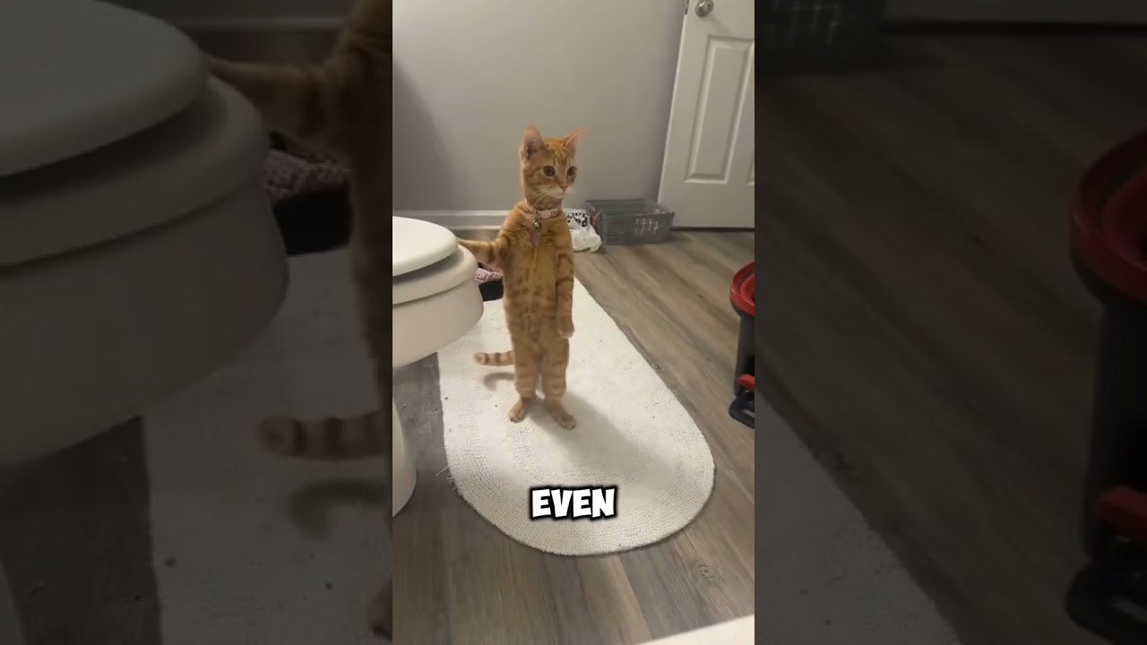 Why Cats Show You Their Butt 🐈🍑 Explained