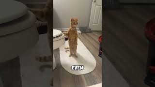 Why Cats Show You Their Butt Explained