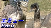 日南市北郷町でダチョウを飼育 宮崎県日南市 Youtube