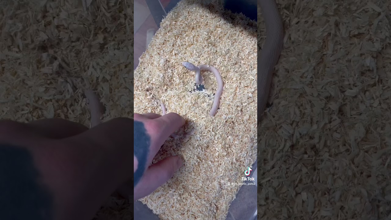 Pantherophis obsoletus leucistic