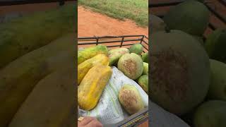 fartura medonha #vaqueirovianna #fazenda #fazendavianna
