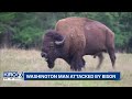 Photographer explains moments before capturing viral video of bison throwing WA man into the air