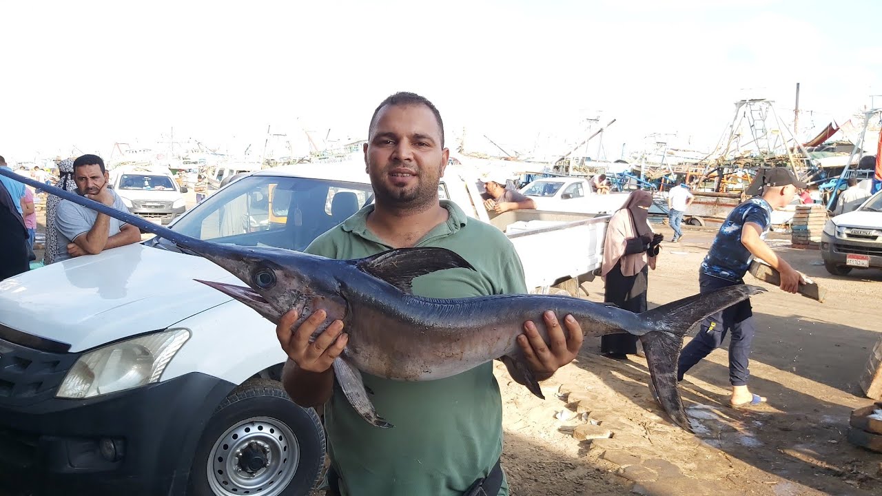 اسعار جبارة من مينا البرلس ادخل شوف كميات السمك