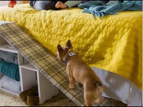 Scaletta per cani fai da te - Il cane sale e scende in autonomia dal letto  