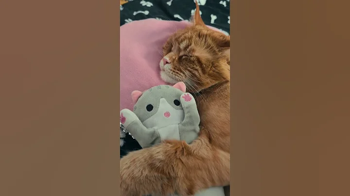 Video 8237871: mainecoon catlover pets cutecats, mainecoon cats pets catlover, mainecoon catlover pets cute, talking maine coon, sweet mainecoon