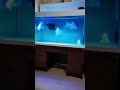 Platinum Butterfly Koi Carp Collection 557 - Butterfly Koi Fish Aquarium Cleaning