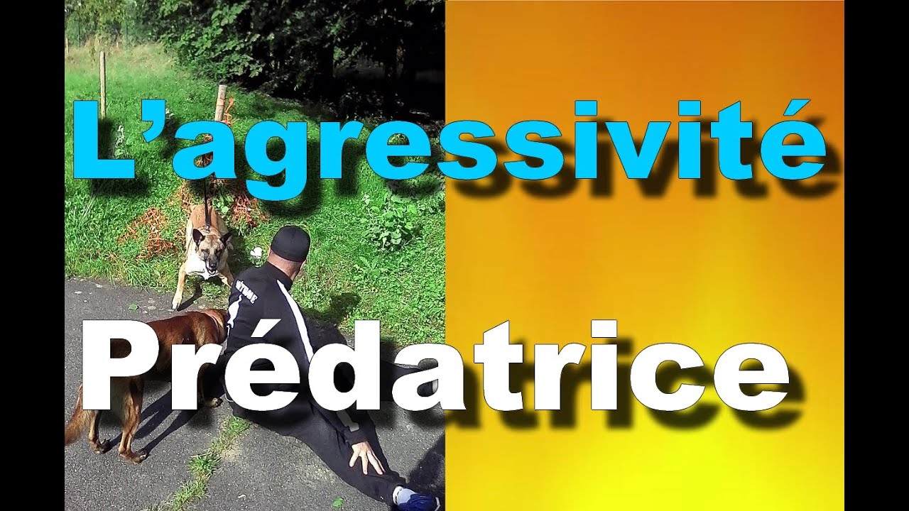 AGRESSIVITÉ PRÉDATRICE CONTRE D'AUTRES CHIENS #32 malinois pronunciation