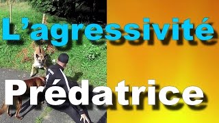 AGRESSIVITÉ PRÉDATRICE CONTRE D'AUTRES CHIENS #32