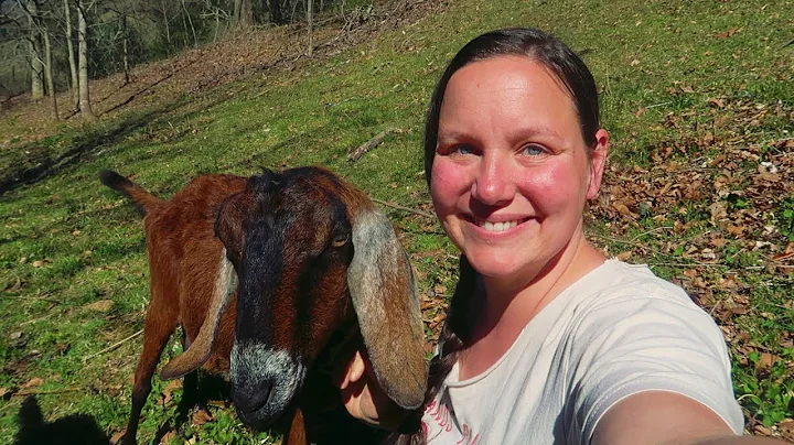 How To Tell YOUR GOAT IS ABOUT TO HAVE BABIES! (KID)