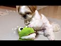 【シーズー】お静かにぃーーーっ！！【犬Vlog】