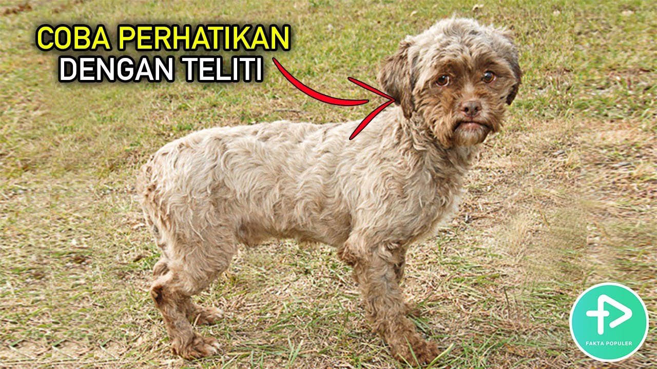 Mirip Wajah Manusia Yaa 7 Anjing Peliharaan Terunik Yang Pernah