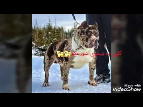 مهرجان مات المفتري شواحة Äbðø ęłnãğřøw 