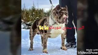 مهرجان مات المفتري شواحة
