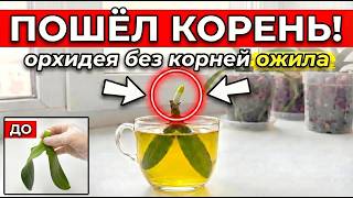 Rootless Orchid Is Growing Roots Im Boosting Care For Explosive Root Growth Right Now