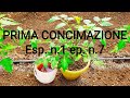 Esperimento Nr1 Ep7 Prima Concimazione Base Potassio Pianta di Pomodoro in Vaso