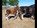 Lote de Yeguas Preñadas, VENDIDAS entrepesadas y de muy buen pelo $70 mil c/u- WWW.LOSEQUINOS.COM