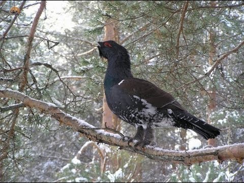 Русские Птицы Фото