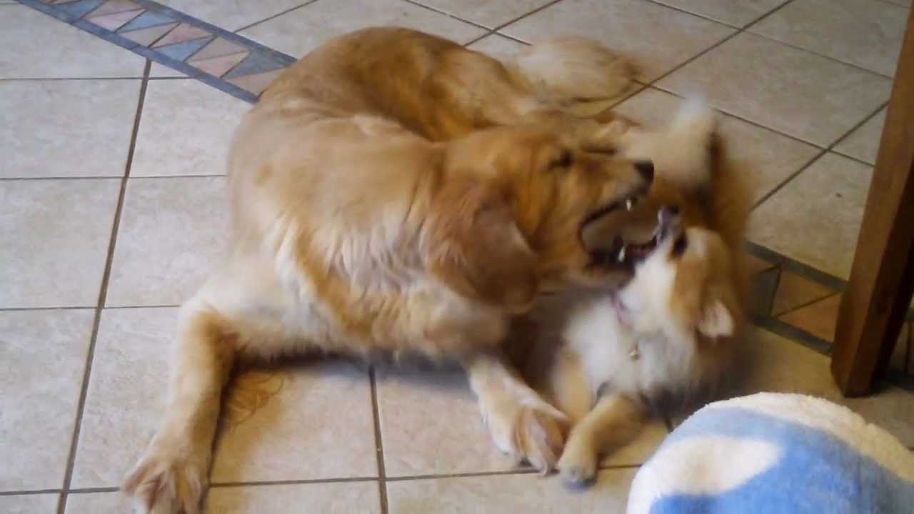 golden retriever pomeranian puppies