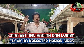 cara setting harian dan lomba cucak ijo karakter harian giras