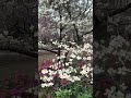 The Dogwood Flowers Survive | Sweet Pea Gardens - April 9