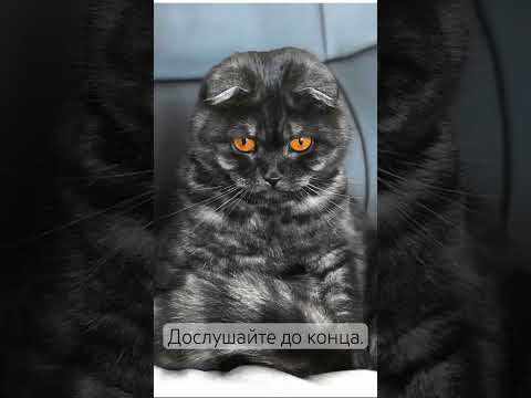 #cat #catlovers #catvideos #рекомендации #кошка #котики #душа #животные #жизнь #любовь #кот #love