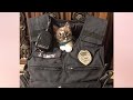 Highway Kitten is Rescued by Cop and Finds Her Forever Home! - Pickler & Ben