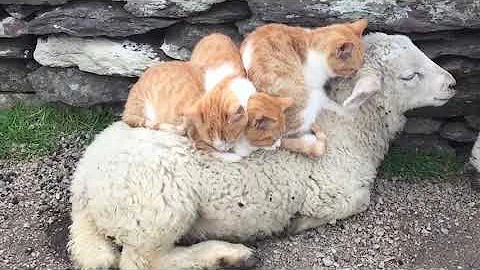 Smurgling Cats Adorably Sit Atop Sheep - 1082366 - DayDayNews