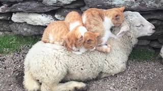 Smurgling Cats Adorably Sit Atop Sheep  1082366