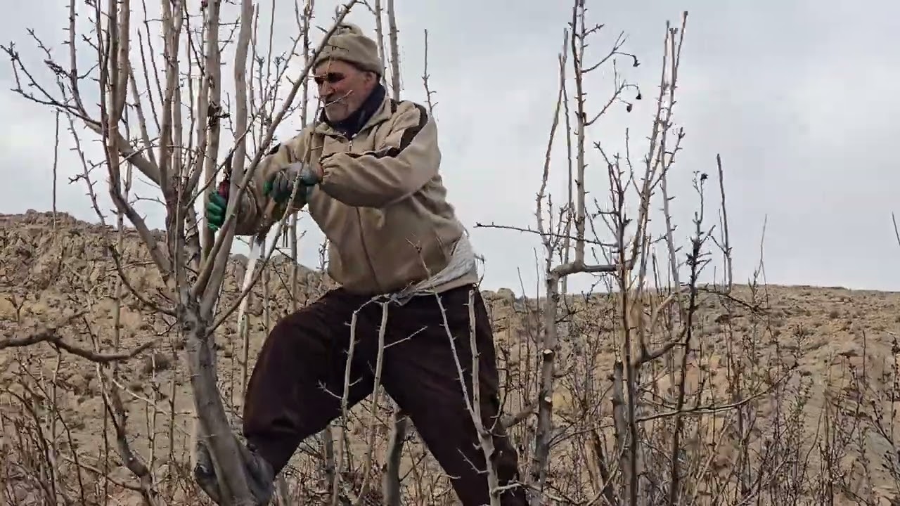 هرس گلابی مسن با نکات طلایی و کاربردی