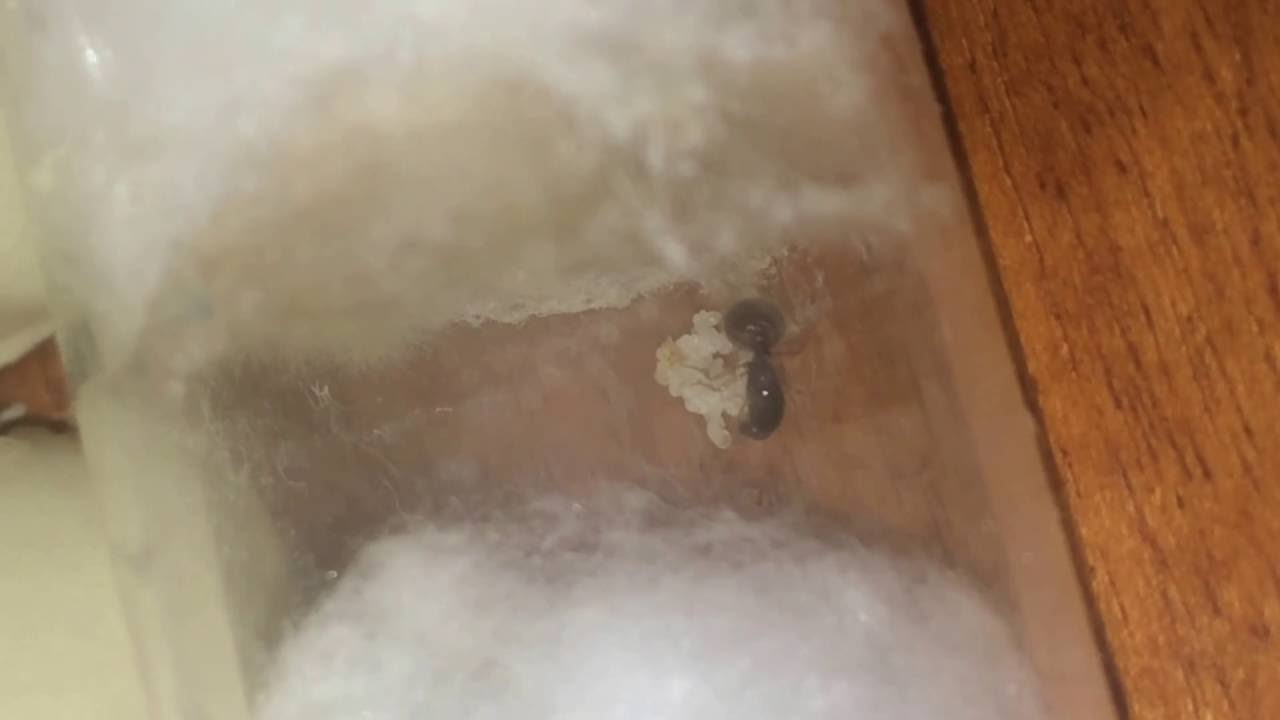 Solenopsis Fugax 06/15/2016