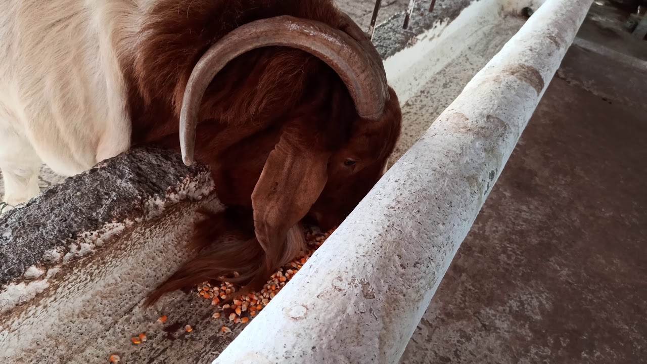 BOER BREED DIET - Itna Heavy Bakra Kaise Bana Wo Bhi Breeder
