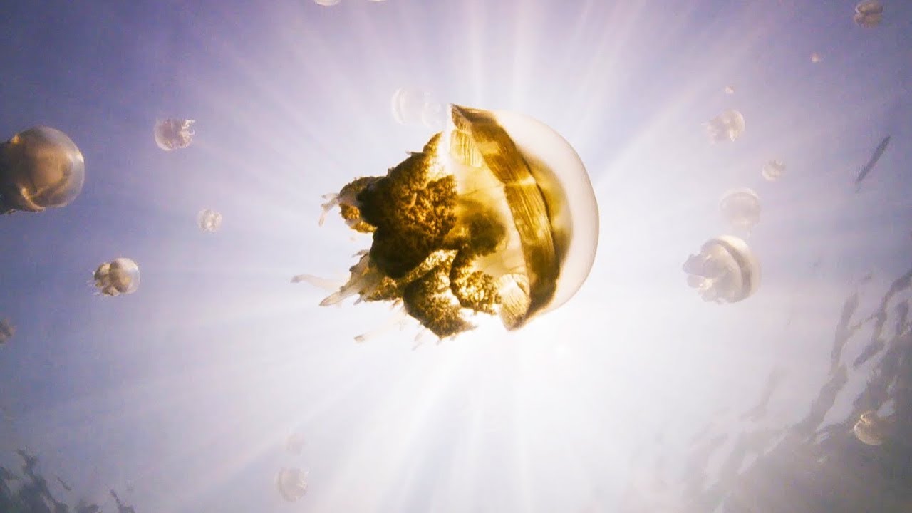 ⁣The Lake Filled With Over One Million Jellyfish | BBC Earth