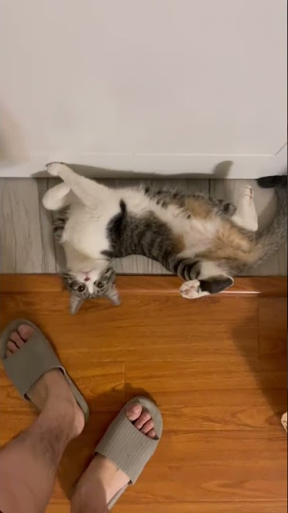 When cat acting cute #shorts #viral #cutekitten