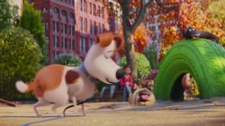 The Akita King Part 11 - Meet Max and Duke
