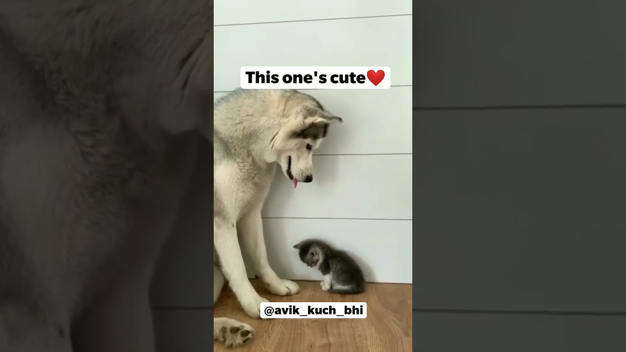 cute bangla funny animals talking video || YouTube 