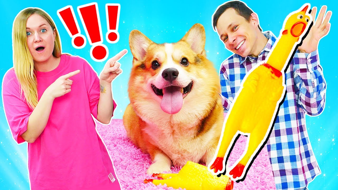 Игры с корги! Как отвлечь собаку от любимой игрушки? Смешные видео с ...