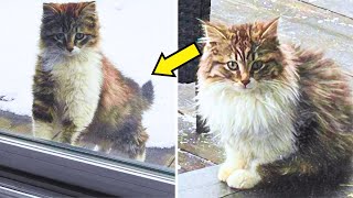 Curious Cats Vanish, Then Surprise Woman By Returning To Her Doorstep Asking…