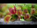Venus Flytraps  Planta Carnivora