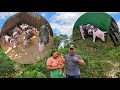 Criação de Porcos suínos da Nilma 🏜🐷🐖🙌⏳️