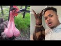 Best Funny Animal Videos Pt 2🤣-OMG So Cute😍😂/TikTok Pet City/