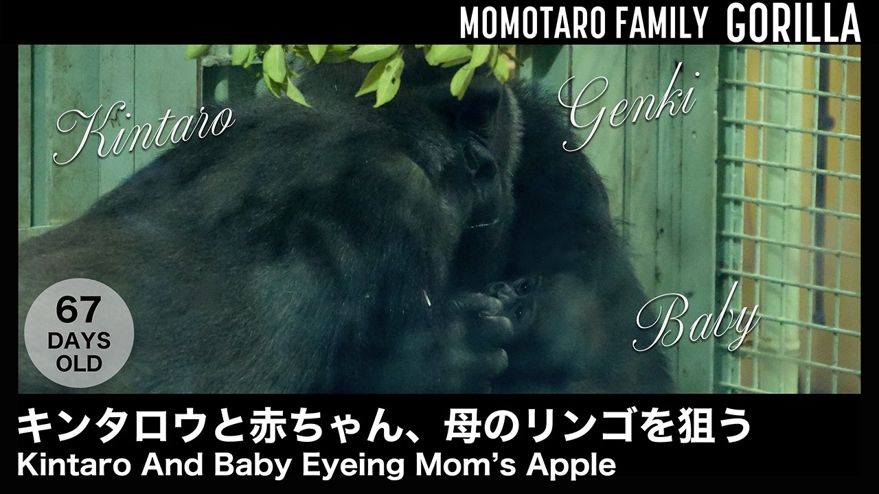 Кинтаро И Малыш Глядят На Яблоко Мамы – Весёлая семья горилл в Zoo Kyoto, Т. 65