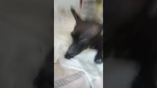 olle musiquita #perritoslindos#perritospincher